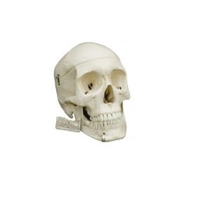 MODEL czaszki człowieka