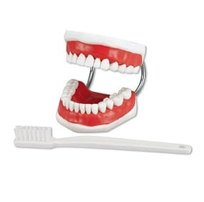 Model uzębienia ze szczotką do nauki higieny rodzaj zestaw