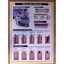 PLAKAT EDUKACYJNY "ZDROWY ZĄB"